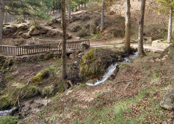 Forest Landscape South Spain Province Granada Springtime — Photo