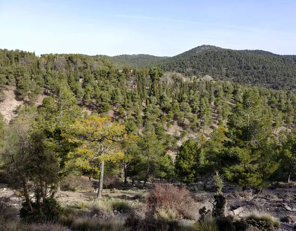Skogslandskap Södra Spanien Provinsen Granada Våren — Stockfoto