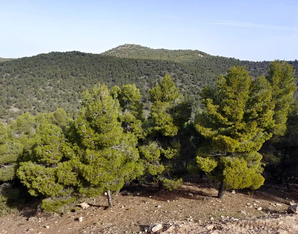 Krajobraz Leśny Południu Hiszpanii Prowincji Granada Wiosną — Zdjęcie stockowe