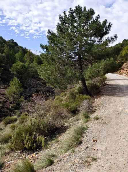 İlkbaharda İspanya 'nın güneyindeki Granada eyaletinde orman manzarası