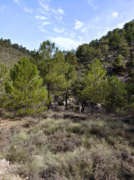 İlkbaharda İspanya 'nın güneyindeki Granada eyaletinde orman manzarası
