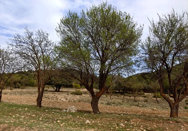 Paisaje Forestal Sur España Provincia Granada Primavera —  Fotos de Stock