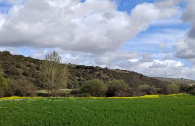 İlkbaharda Jaen eyaletinde dağları olan çayırlar