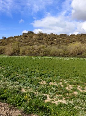 İlkbaharda Jaen eyaletinde dağları olan çayırlar
