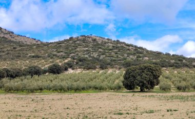 İlkbaharda Jaen eyaletinde zeytin ağaçları