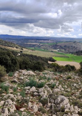 İlkbaharda Jaen eyaletinde zeytin ağaçları