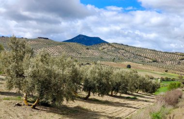 İlkbaharda Jaen eyaletinde zeytin ağaçları