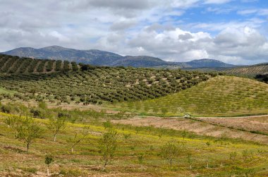 İlkbaharda Jaen eyaletinde zeytin ağaçları