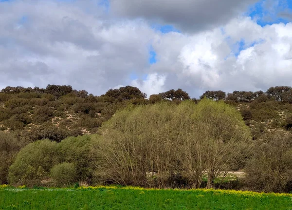İlkbaharda Jaen eyaletinde dağları olan çayırlar