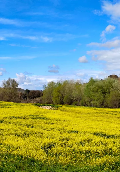 Meadows Mountains Jaen Province Springtime — Stock fotografie