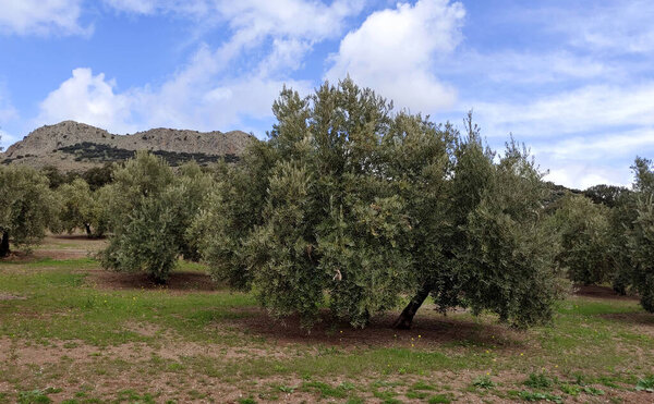 Olive trees in Jaen province in the springtime