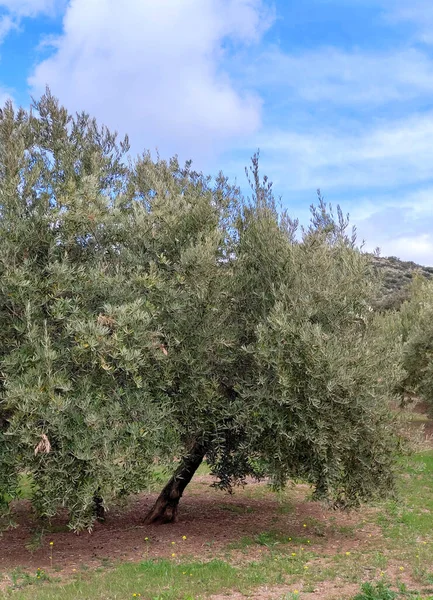 Olive Trees Jaen Province Springtime — 스톡 사진