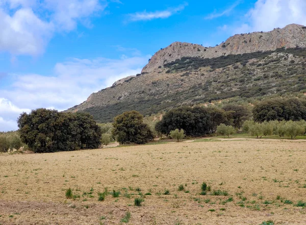 Olive Trees Jaen Province Springtime — Foto Stock