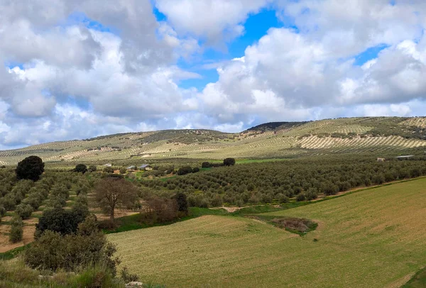 Olivos Provincia Jaén Primavera —  Fotos de Stock