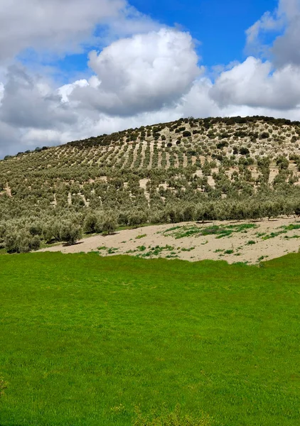 Olivos Provincia Jaén Primavera —  Fotos de Stock
