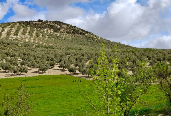 Olivenbäume Der Provinz Jaen Frühling — Stockfoto