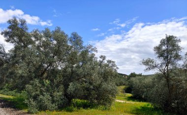 İlkbaharda Cordoba 'da zeytin ağaçları