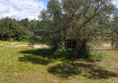 İlkbaharda Cordoba 'da zeytin ağaçları