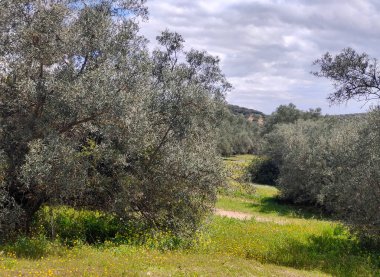 İlkbaharda Cordoba 'da zeytin ağaçları