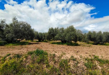 İlkbaharda Cordoba 'da zeytin ağaçları