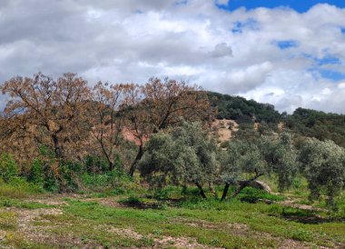 İlkbaharda Cordoba 'da zeytin ağaçları