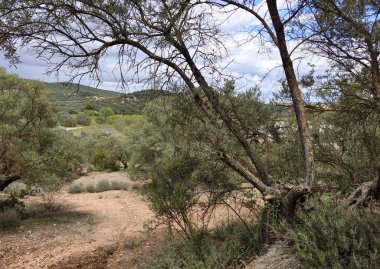 İlkbaharda Cordoba 'da zeytin ağaçları