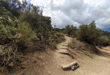 İlkbaharda Cordoba 'da zeytin ağaçları