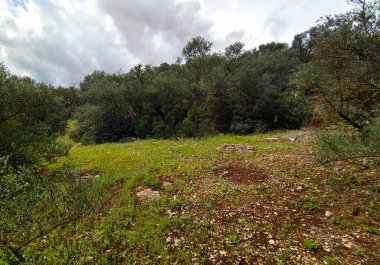 İlkbaharda İspanya 'nın Cordoba eyaletinin çayırlarında çiçekler