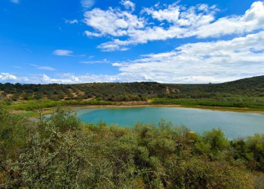İlkbaharda Cordoba 'da zeytin ağaçları