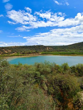 İlkbaharda Cordoba 'da zeytin ağaçları