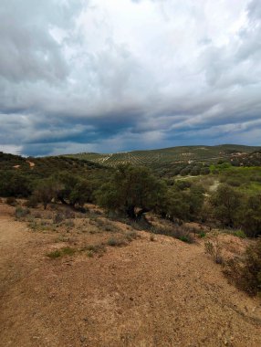 İlkbaharda Cordoba 'da zeytin ağaçları