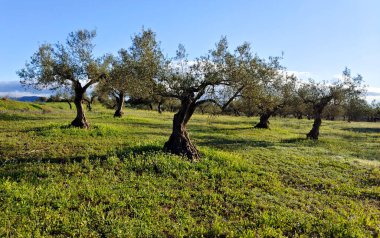 İlkbaharda Cordoba 'da zeytin ağaçları