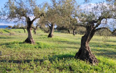 İlkbaharda Cordoba 'da zeytin ağaçları