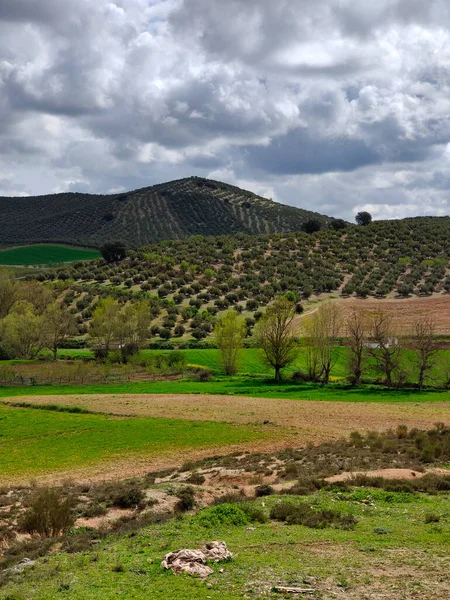 Olive Trees Cordoba Province Springtime — Stock Fotó