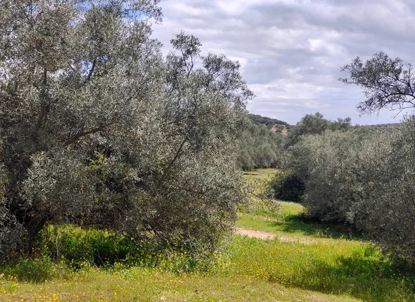 İlkbaharda Cordoba 'da zeytin ağaçları