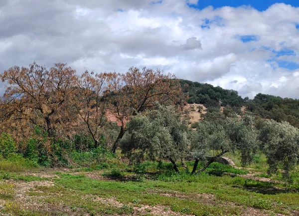 İlkbaharda Cordoba 'da zeytin ağaçları