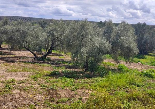 Olive Trees Cordoba Province Springtime — Stockfoto