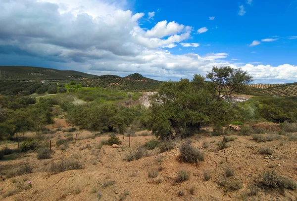 İlkbaharda Cordoba 'da zeytin ağaçları