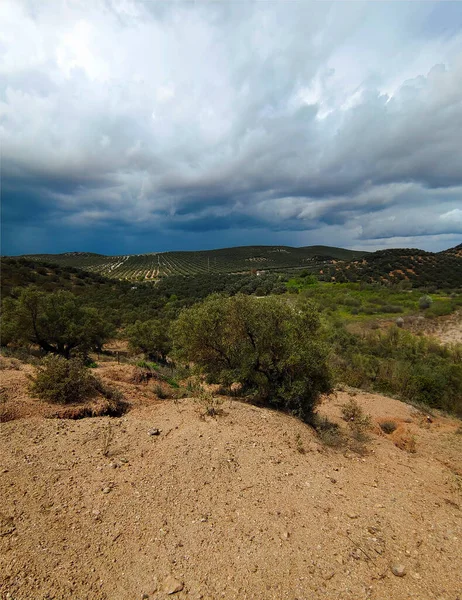 İlkbaharda Cordoba 'da zeytin ağaçları