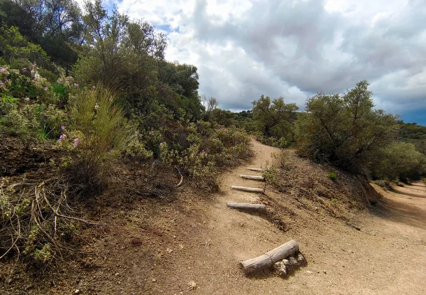 İlkbaharda Cordoba 'da zeytin ağaçları