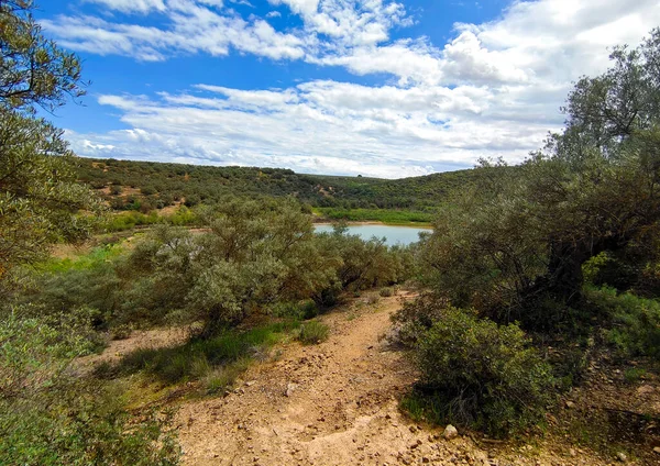 İlkbaharda Cordoba 'da zeytin ağaçları