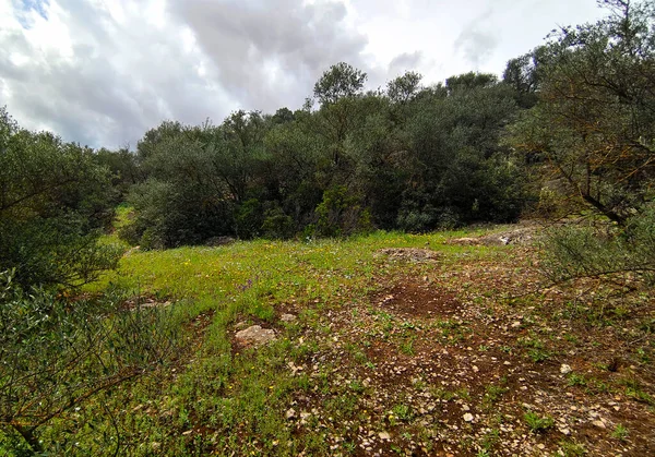 Blumen Auf Den Wiesen Der Provinz Cordoba Spanien Frühling — Stockfoto