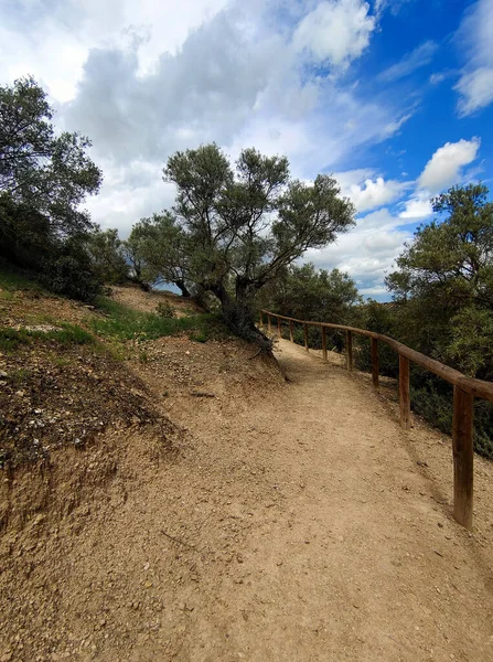 İlkbaharda İspanya 'nın Cordoba eyaletinin çayırlarında çiçekler