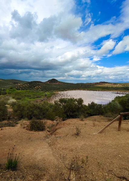 İlkbaharda İspanya 'nın Cordoba eyaletinin çayırlarında çiçekler