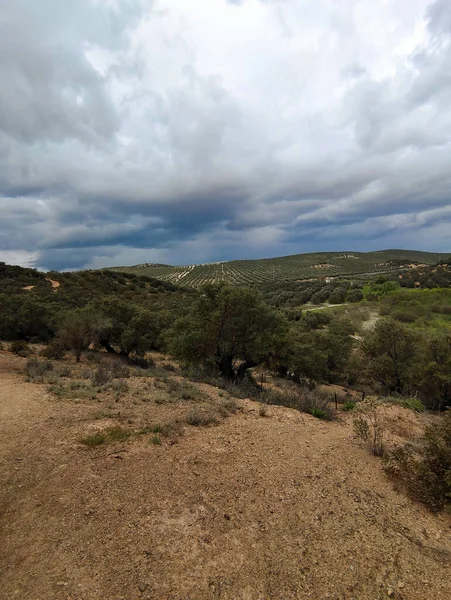 İlkbaharda Cordoba 'da zeytin ağaçları