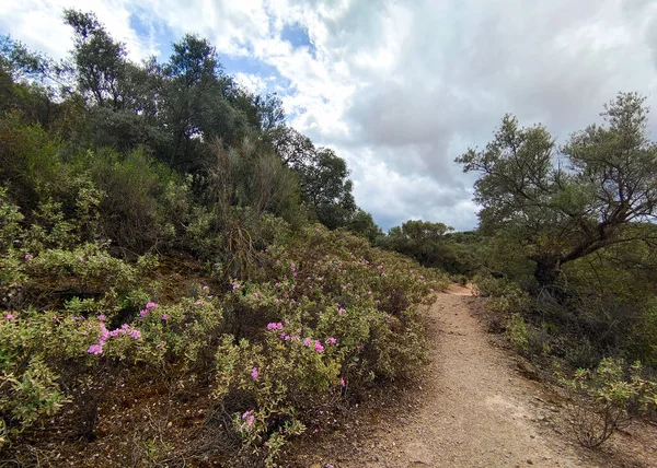 İlkbaharda İspanya 'nın Cordoba eyaletinin çayırlarında çiçekler