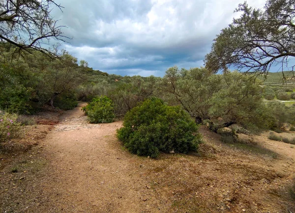 İlkbaharda İspanya 'nın Cordoba eyaletinin çayırlarında çiçekler