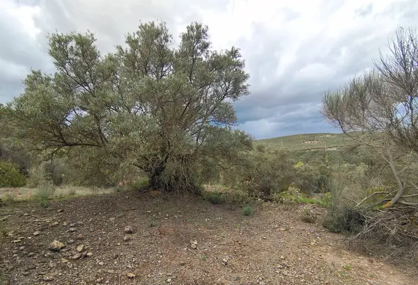 İlkbaharda İspanya 'nın Cordoba eyaletinin çayırlarında çiçekler