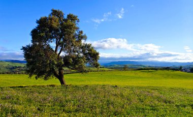 İlkbaharda İspanya 'nın Malaga eyaletinin çayırlarında çiçekler