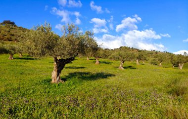 İlkbaharda Malaga 'da zeytin ağaçları